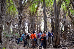 A team of TUM researchers in a swamp forest in South Africa