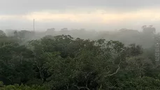 View from the AMAZONFace measuring tower 