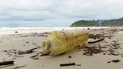 A moss-covered plastic bottle at the beach