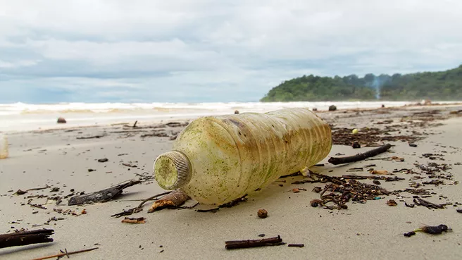 Eine vermooste Plastikflasche am Strand