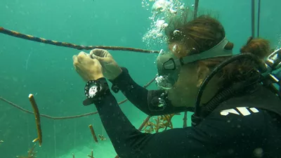 Christopher Chvalina in Tauchausrüstung unter Wasser