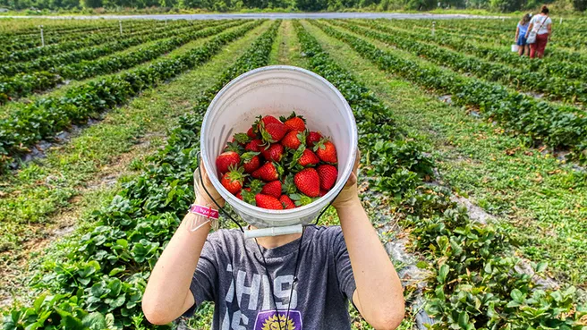 Child holds bucket with freshly picked strawberries in front of his face