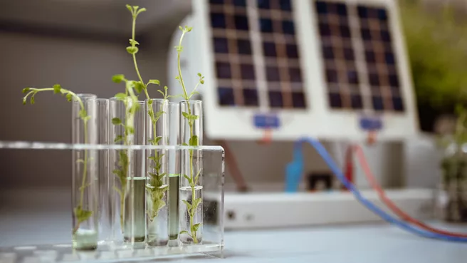 Green energy: Plant seedlings in test tube