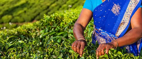 Für die indische Bevölkerung ist die Landwirtschaft der wichtigste Wirtschaftssektor, zu dessen Erträgen Frauen einen wesentlichen Beitrag leisten. Durch Agritechnologien hat der Sektor enormes Wachstumspotenzial. Bild: hadynyah / istock.com