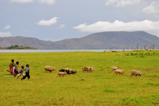Tanzanian children play with wild pigs