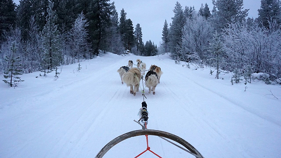 Back view of a group of huskies pulling a sled through the snow