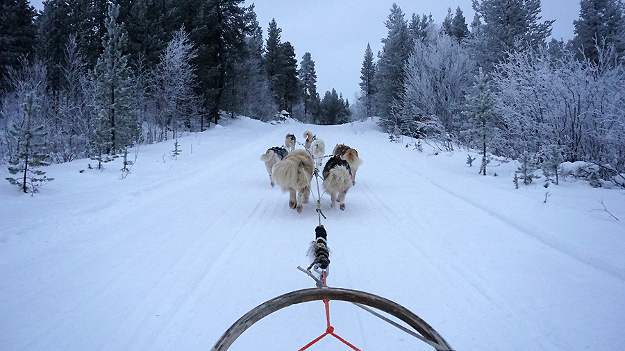 Rückansicht einer Gruppe Huskys, die einen Schlitten durch den Schnee zieht