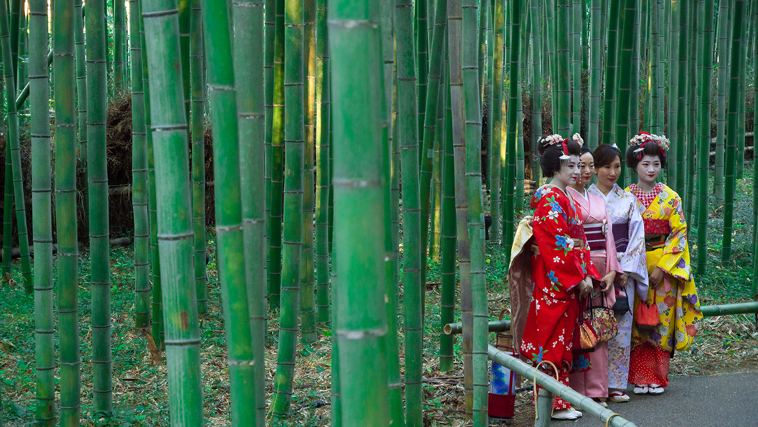 Japanese geishas pose in a lush green bamboo grove