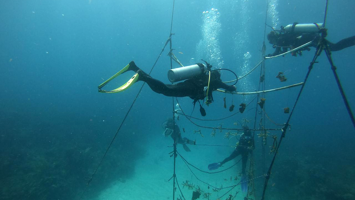 Christopher Chvalina with colleagues in diving gear under water