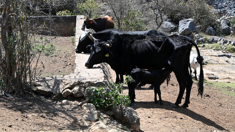 Cattle foraging in parched landscape