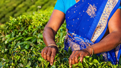 Tamilische Frau, die Teeblätter in Kerala, Südindien, sammelt