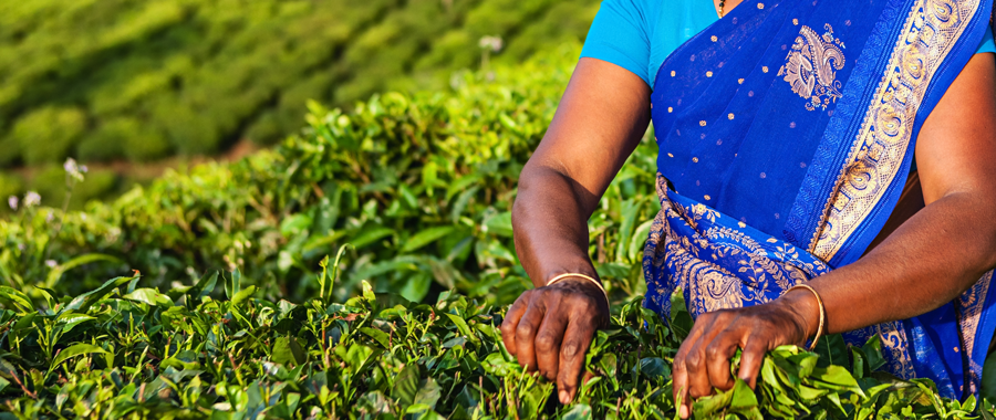 Tamilische Frau, die Teeblätter in Kerala, Südindien, sammelt